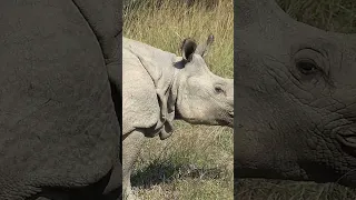 #rhino