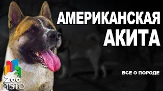 Американская Акита - Все о породе собаки | Собака породы Американская Акита