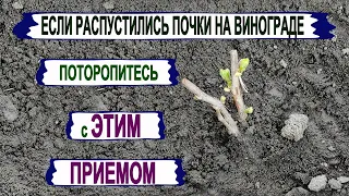 🍇 Без ЭТОЙ ПЕРВОЙ ЗЕЛЕНОЙ операции на винограде вырастают СЛАБЫЕ и ЗАПУЩЕННЫЕ кусты. Нормировка.