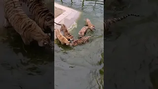 Feeding Live duck to Tigers #shorts #tiger #duck