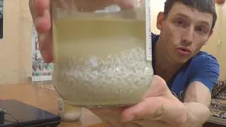 Эксперимент с рисом. Влияние мысли на рис.
