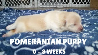 Puppy Transformation | Pomeranian Baby Growing from 0-8 Weeks