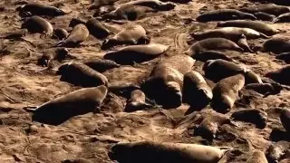 Elephant Seals San Simeon, Ca. Jan 28 2016