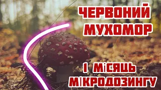 Як МІКРОДОЗИНГ МУХОМОРА вплинув на моє ЖИТТЯ та РОБОТУ | Власний ДОСВІД 1 місяця вживання мікродози