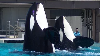 One Ocean Featuring the Kalia Famliy - May 21 2016 - SeaWorld San Diego