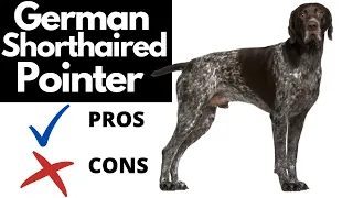 German Shorthaired Pointer Pros And Cons | The Good AND The Bad!!