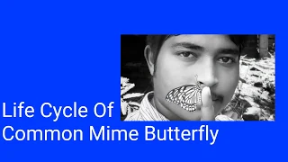 Life Cycle Of Common Mime Butterfly || Photography