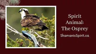 Animal Spirit Guide: The Osprey (Shamanic Power Animal). Osprey Symbolism