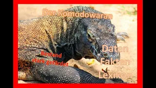 Der Komodowaran