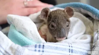 Tiny Koala joey saved