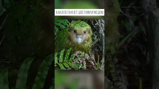 A parrot that cannot fly smells like honey and flowers and loves people very much. Kakapo