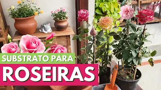 COMO PLANTAR ROSAS EM VASOS! SUBSTRATO PARA ROSEIRAS! CANAL MEU QUINTAL