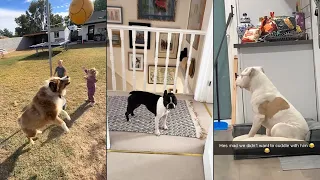 These dogs had reactions like humans 😂
