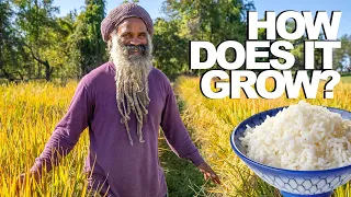 Rice | How Does it Grow?