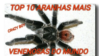 TOP 10 ARANHAS MAIS VENENOSAS DO MUNDO