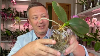 Листья орхидеи УДАЛИТЬ с чернотой и КУРКУМОЙ припудрить от гнили // простая пересадка орхидеи