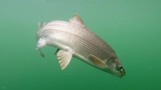 Fishing for Lake Whitefish in Washington