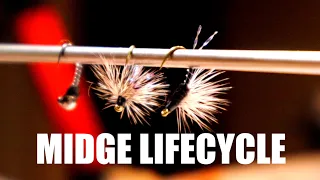 EVERY FLY FISHER SHOULD HAVE | HOW TO TIE A MIDGE | PUPA EMERGER & FLY | Tying the midge lifecycle