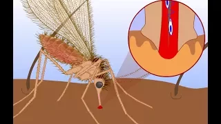 Leishmaniasis life cycle