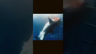 Бешенное нападение  Большой Белой Акулы на Дайверов. Great White Shark Attack on Divers.