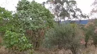 Yowies Tree Knocking & Making Weird Sounds