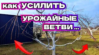 Как укрепить плодовые ветви во время обрезки и не терять урожай