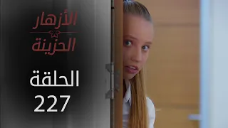 مسلسل الأزهار الحزينة | الحلقة 227 - الموسم الثاني