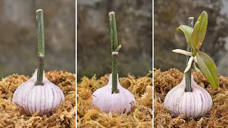 Do this with your orchid, it will sprout and flower all year round | Just use garlic