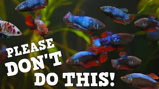 DON'T Do This With Betta Fish Without Watching This First!