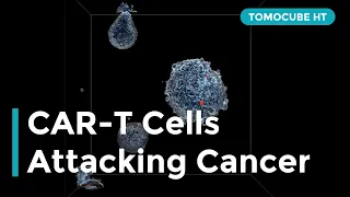 CAR-T Cells Attacking Cancer Cells