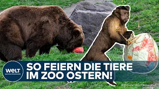 OSTERN: Schnüffeln, Suchen, Schlemmen | So feiern die Tiere in der ZOOM-Erlebniswelt das Fest!