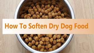 How to Soften Dry Dog Food for Seniors & Dogs with Bad Teeth