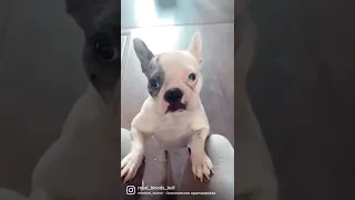 Французский бульдог Стелла/мамина попрошайка #frenchbulldog #бульдог #французскийбульдог #щенки