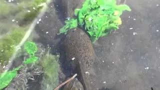 Columbia Spotted Frog tadpoles eating spinach