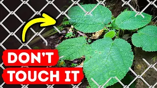 The Sting You'll Never Forget || The Most Dangerous Plant in the World