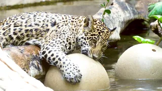 Jaguar's environmental enrichment