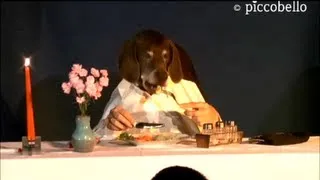 Marieles Dinner - Funny Dog eats elegant at table - Le dîner de Mariele - Chien drôle mange à table