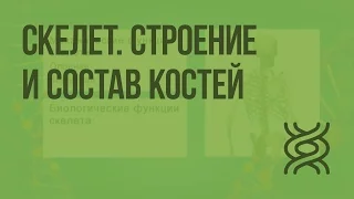 Скелет. Строение и состав костей. Видеоурок по биологии 8 класс