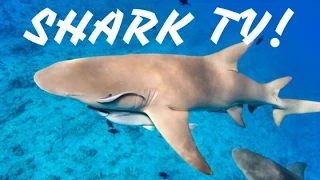 SHARK! TV SHOOT! [LIFE IN FLORIDA]
