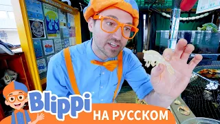 Блиппи изучает подводных животных | Обучающие видео для детей | Blippi Russian