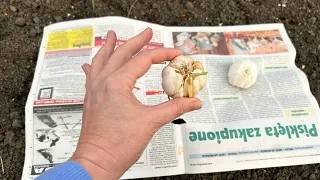 Planting garlic with newspaper. This is brilliant