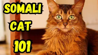 Somali Cat Pros And Cons | Facts, Everything You Need To Know