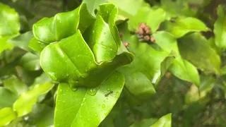 Asian weaver ant (Oecophylla smaragdina) nest!