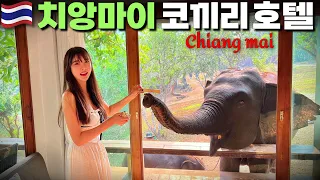 [Vlog]Real review of hotels recommended by Koreans who were surprised by the elephant wake-up call‼️