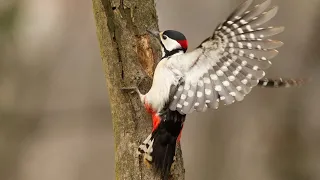 10 Interesting facts about Woodpeckers