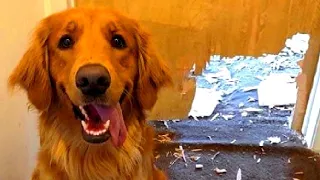 Best Funny Animal Videos 2023 - Funniest Cats And Dogs Video - Part  - 115