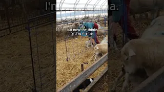 OUR NEWBORN LAMB THINKS I'M HIS MAMA!!🫣 ...cold lamb rescue (part 8/9)