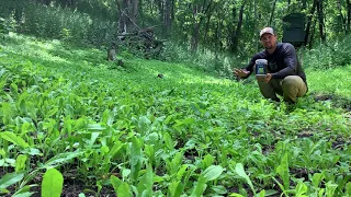 Shade Tolerant Backwoods No Till Food Plot