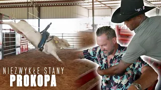 Jego przyjaciel zginął, ujeżdżając byka 🐂🤯| Niezwykłe Stany Prokopa