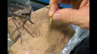 Hand Feeding a Tailless Whip Scorpion